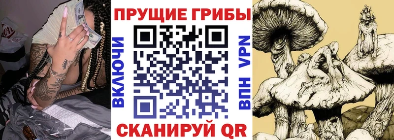 Псилоцибиновые грибы Cubensis  купить наркотик  Будённовск 